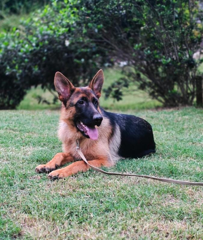 FEMALE AKC GERMAN SHEPHERD – German Shepherd Dog puppy for sale in Lawrenceville, GA