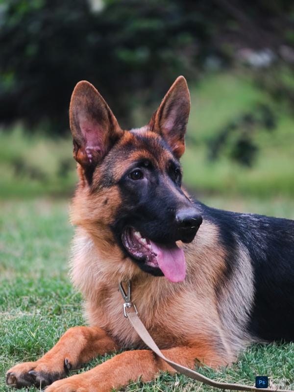 MALE AKC GERMAN SHEPHERD – German Shepherd Dog puppy for sale in Lawrenceville, GA