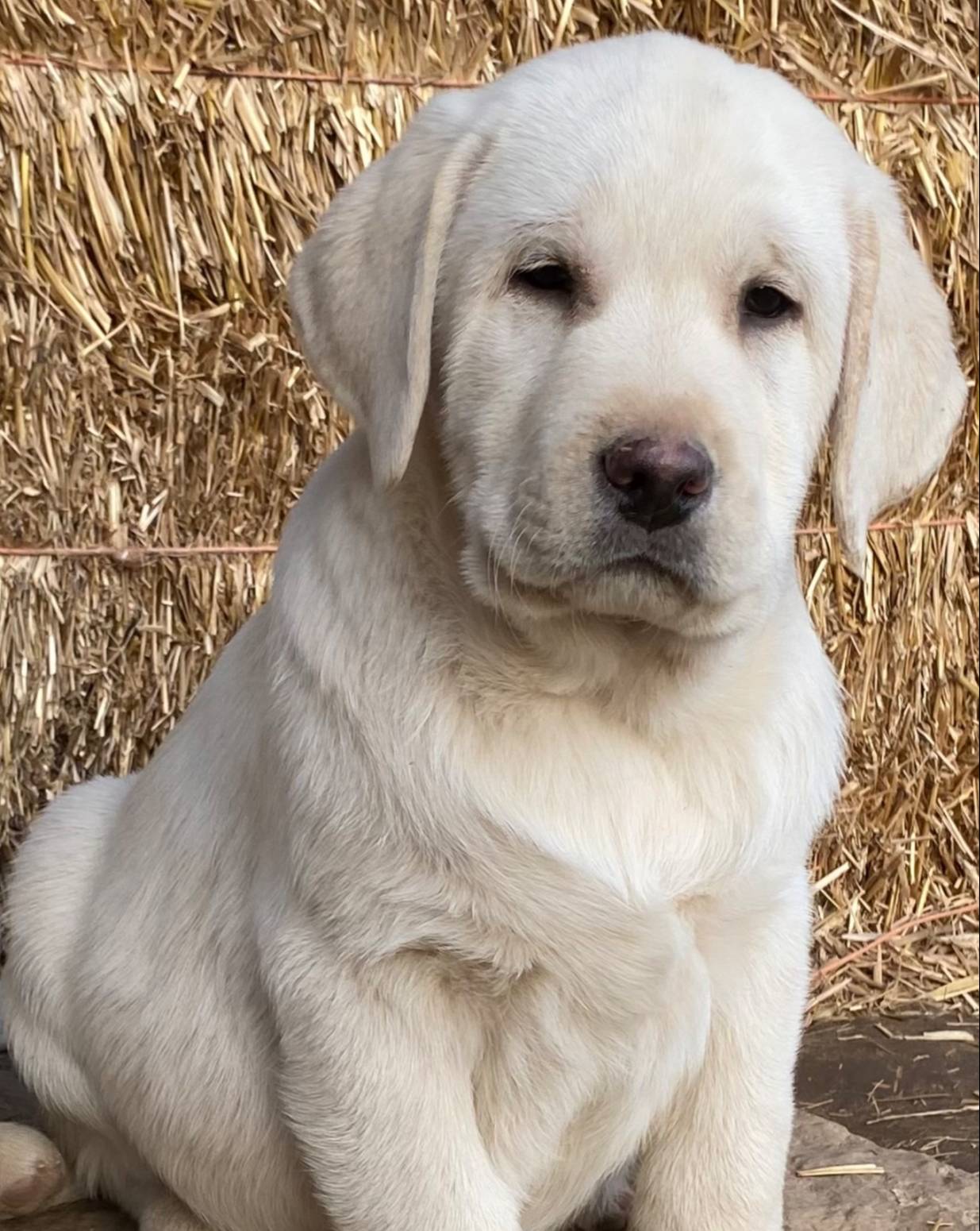 Eng cream crate trained sale $, a male Labrador Retriever for sale in Madison, WI – Photo 3 of 3