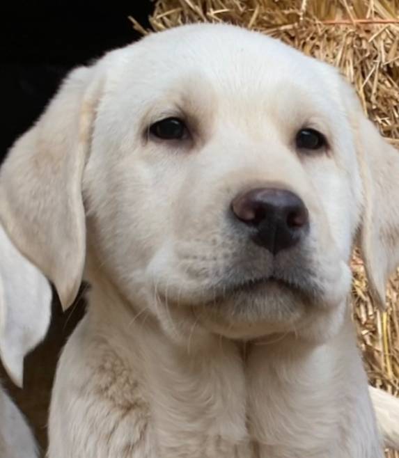 Eng cream crate trained sale $, a male Labrador Retriever for sale in Madison, WI – Photo 2 of 3