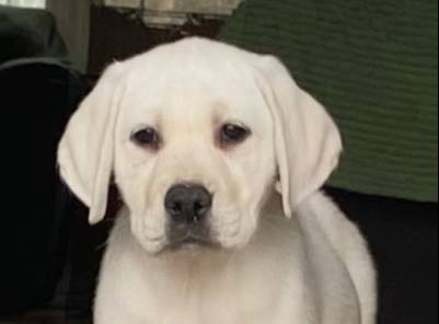 Crate trained Eng call sale$, a female Labrador Retriever for sale in Madison, WI – Photo 2 of 7