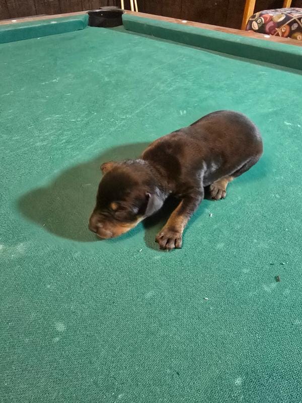 Larimar dobermans – Doberman Pinscher puppy for sale in Davison, MI