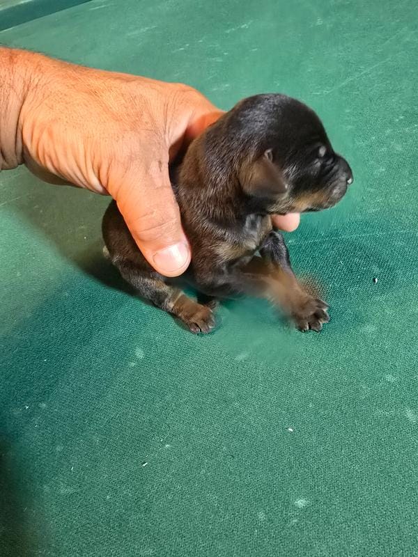 Larimar – Doberman Pinscher puppy for sale in Davison, MI