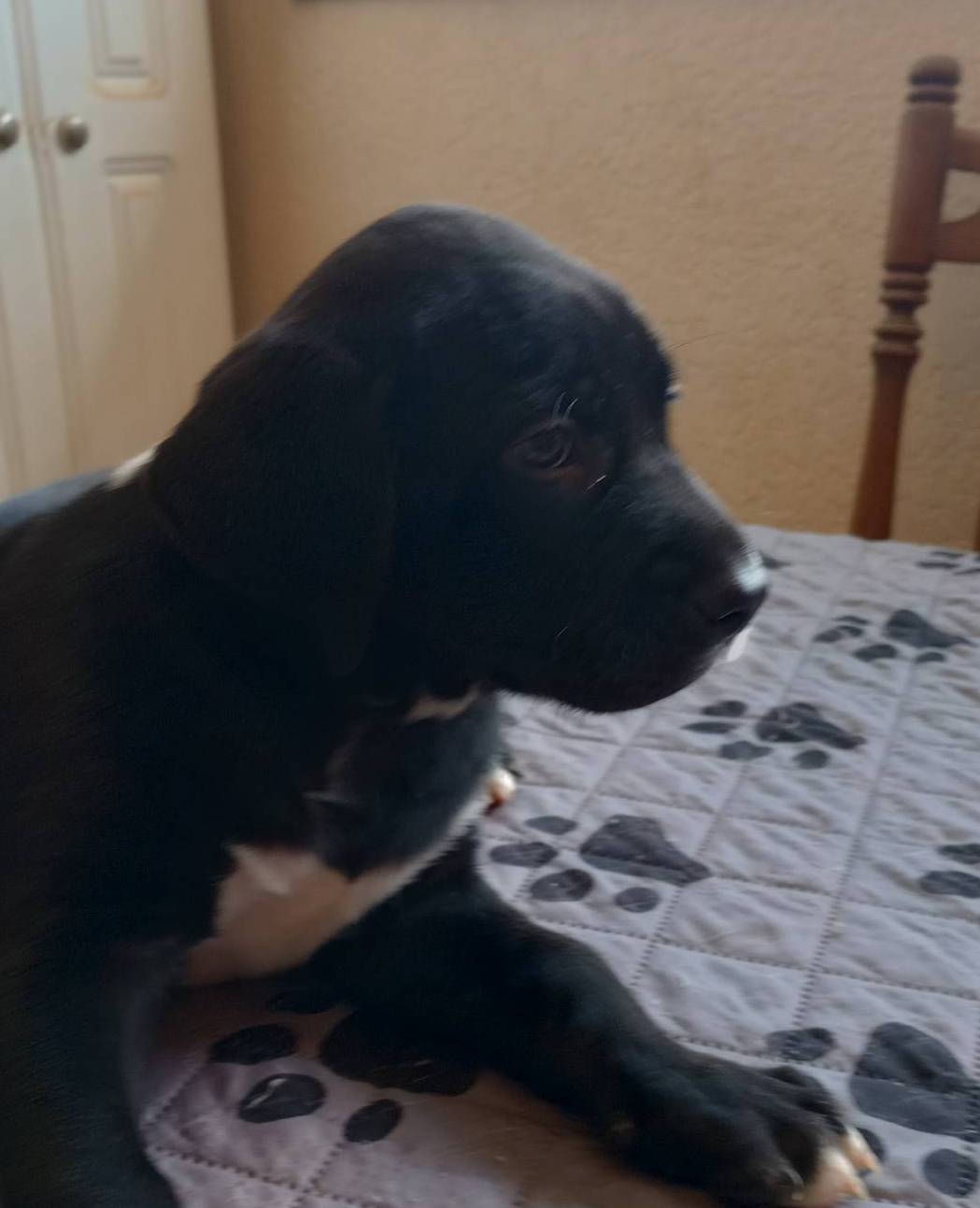 Bambino, a male Boxer and Labrador Retriever for sale in Willcox, AZ – Photo 2 of 4