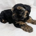 Tipper, a male Yorkshire Terrier for sale in Malone, FL – Photo 6 of 7