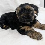 Tipper, a male Yorkshire Terrier for sale in Malone, FL – Photo 4 of 7