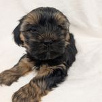 Tipper, a male Yorkshire Terrier for sale in Malone, FL – Photo 5 of 7