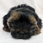 Tipper, a male Yorkshire Terrier for sale in Malone, FL – Photo 2 of 7