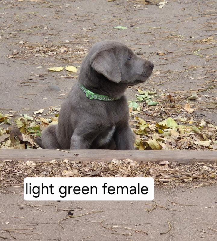 Light green