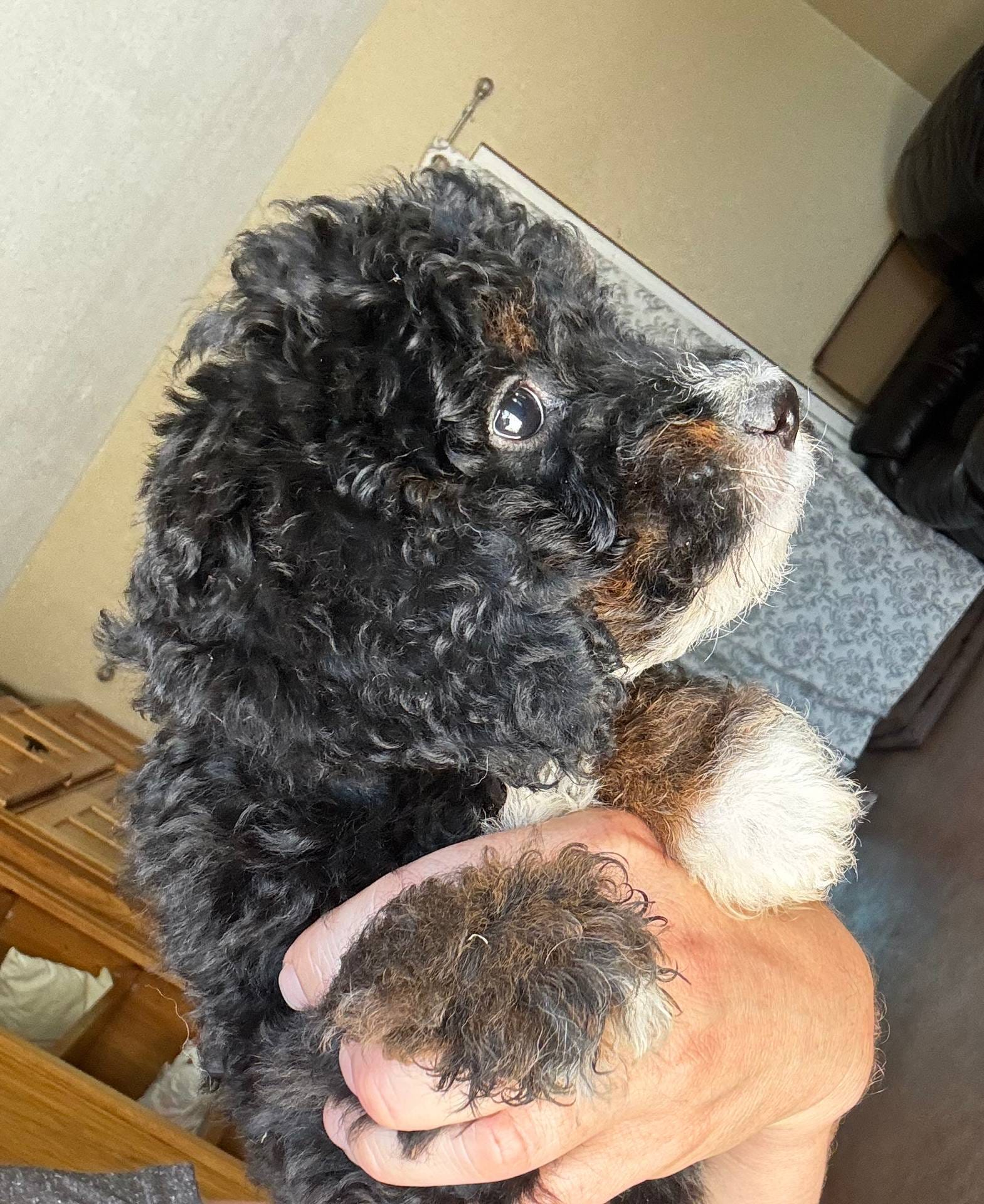 Ginger, Light Blue (F1B Girl), a female Miniature Bernedoodle for sale in Grandview, TX – Photo 6 of 7