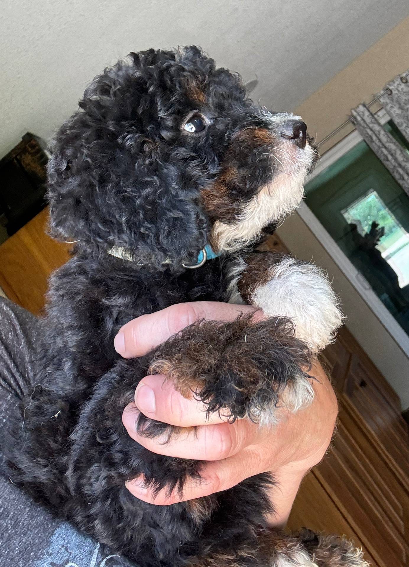 Ginger, Light Blue (F1B Girl)