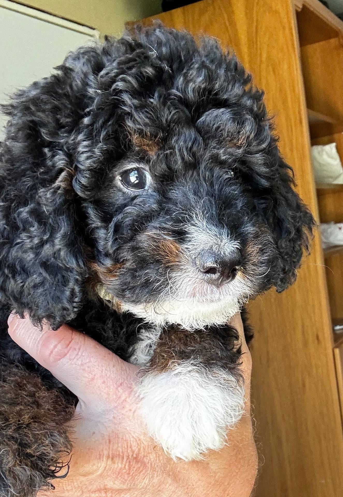 Ginger, Light Blue (F1B Girl), a female Miniature Bernedoodle for sale in Grandview, TX – Photo 3 of 7