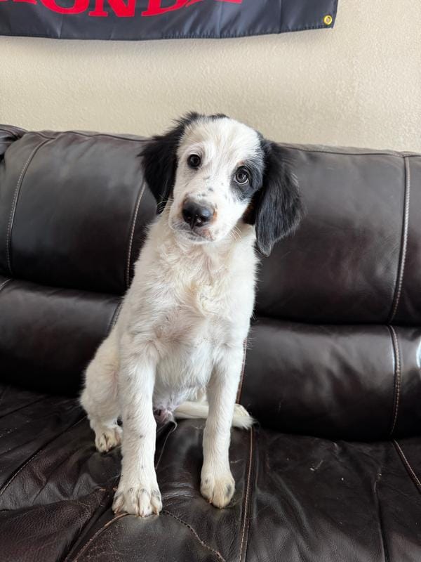 Townes Standard F2 Bernedoodle