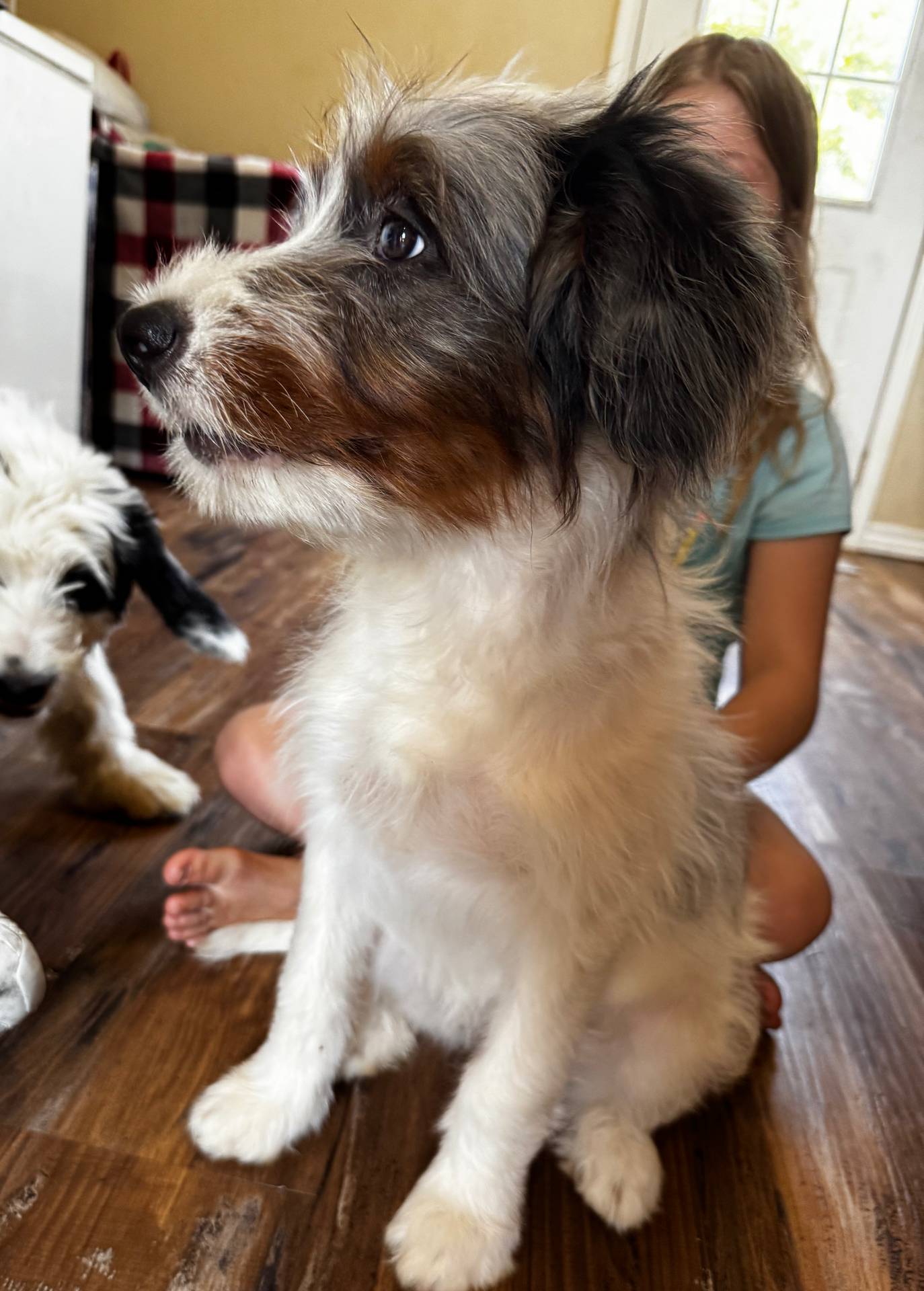 Ashley Standard F2 Bernedoodle