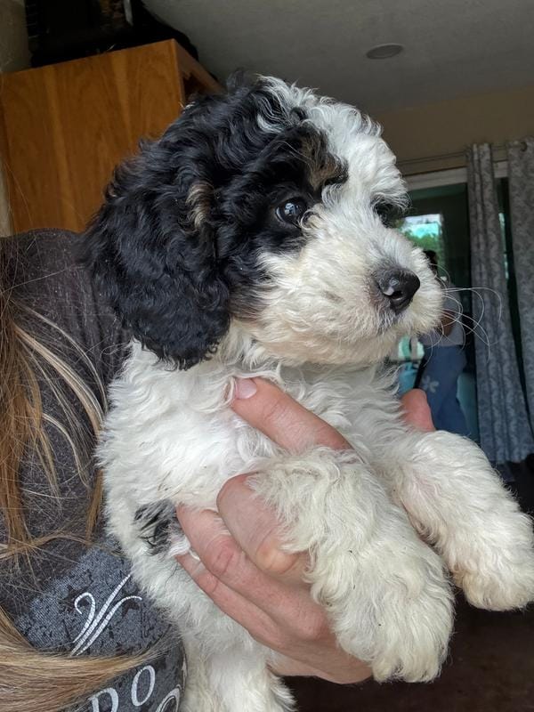 Paris, Blue Check (F1B girl)