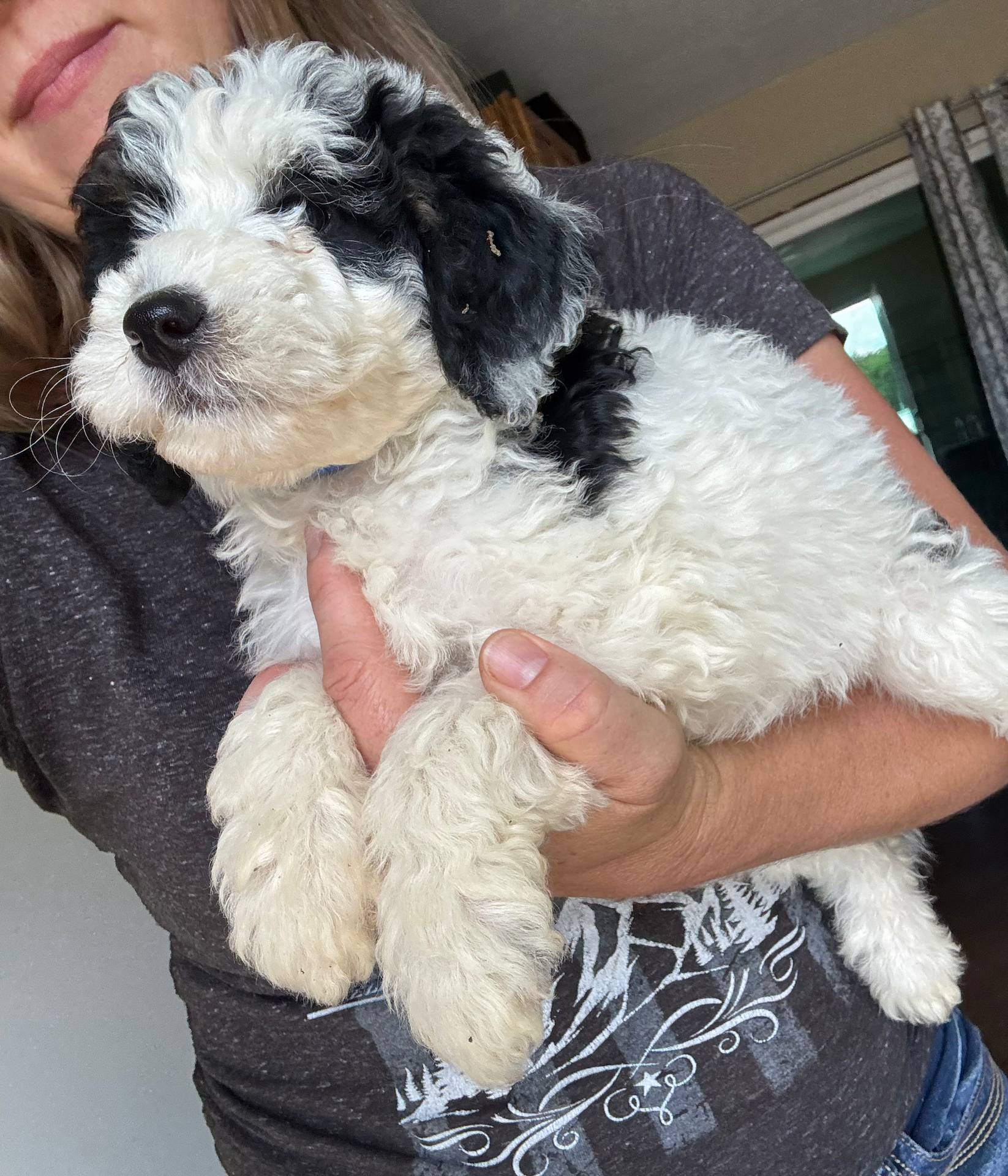 Paris, Blue Check (F1B girl), a female Miniature Bernedoodle for sale in Grandview, TX – Photo 5 of 7