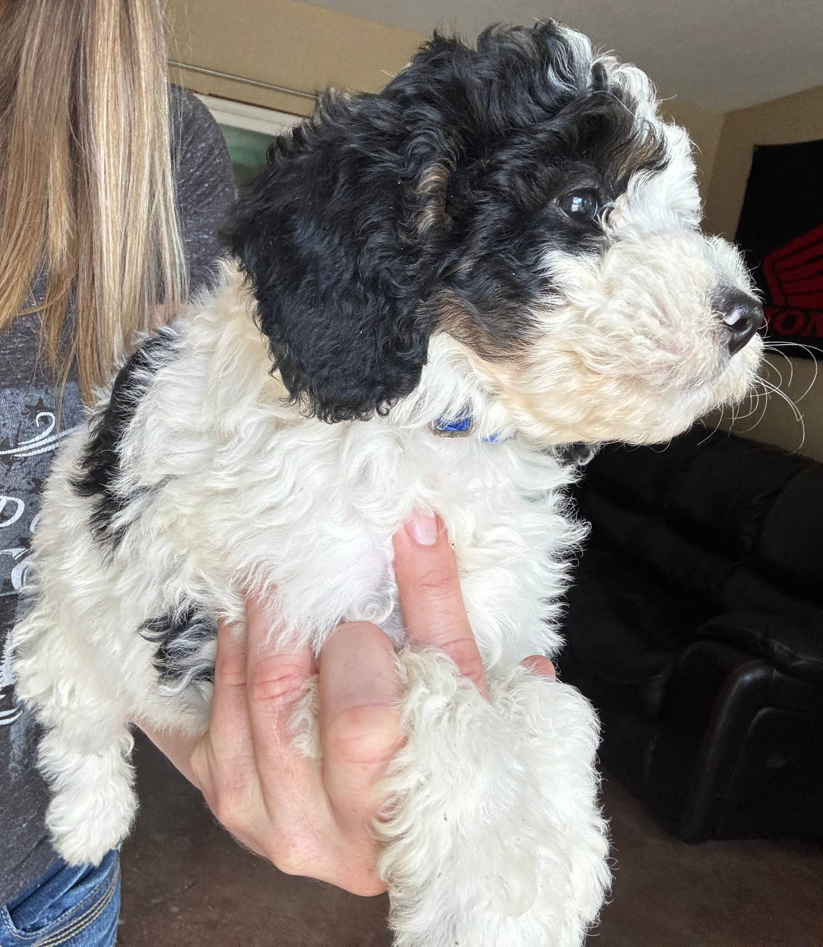 Paris, Blue Check (F1B girl), a female Miniature Bernedoodle for sale in Grandview, TX – Photo 2 of 7