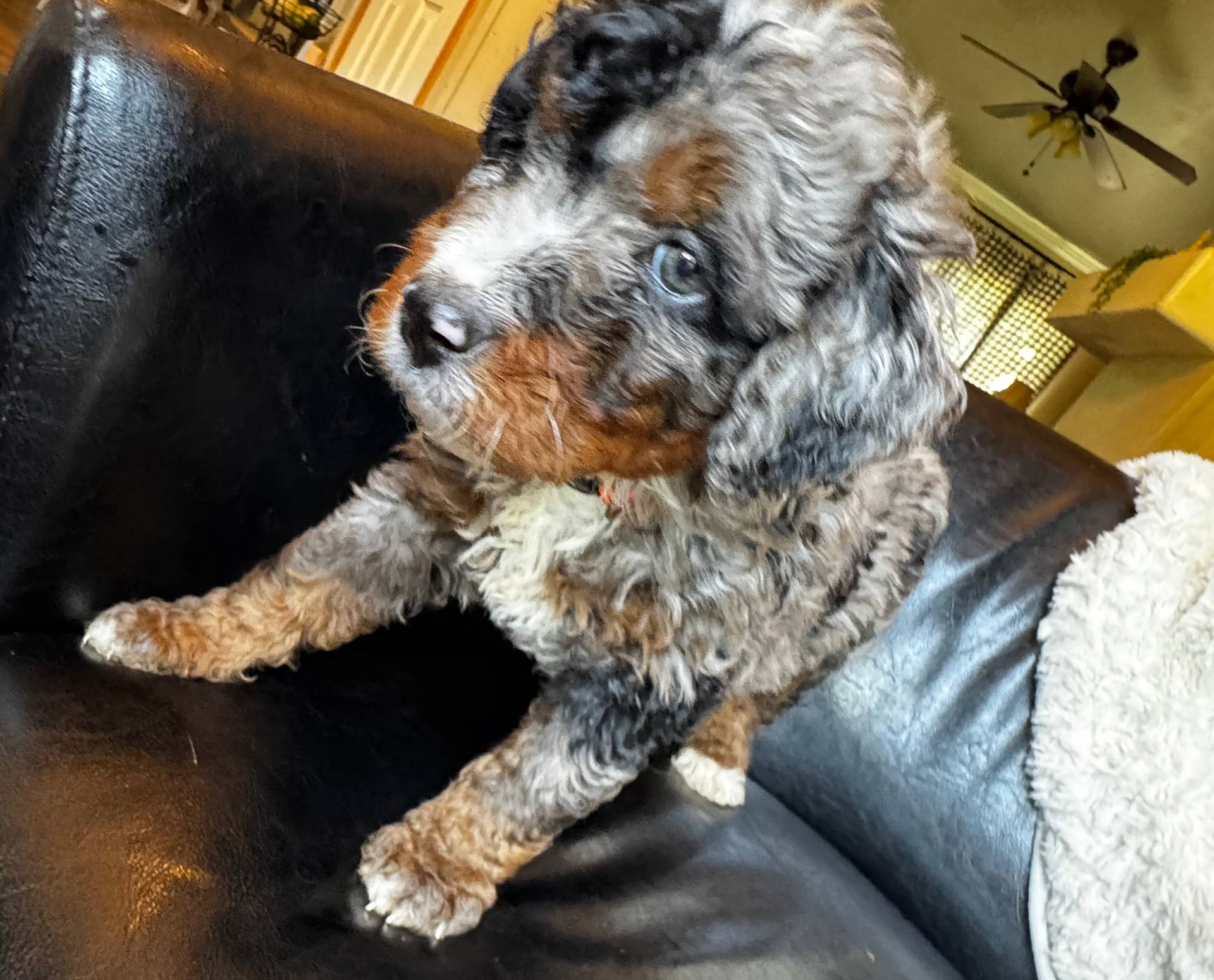 Hank, a male Bernedoodle for sale in Grandview, TX – Photo 2 of 9
