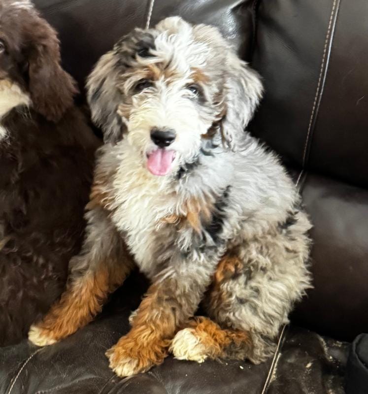 Dolly Standard F2 Bernedoodle