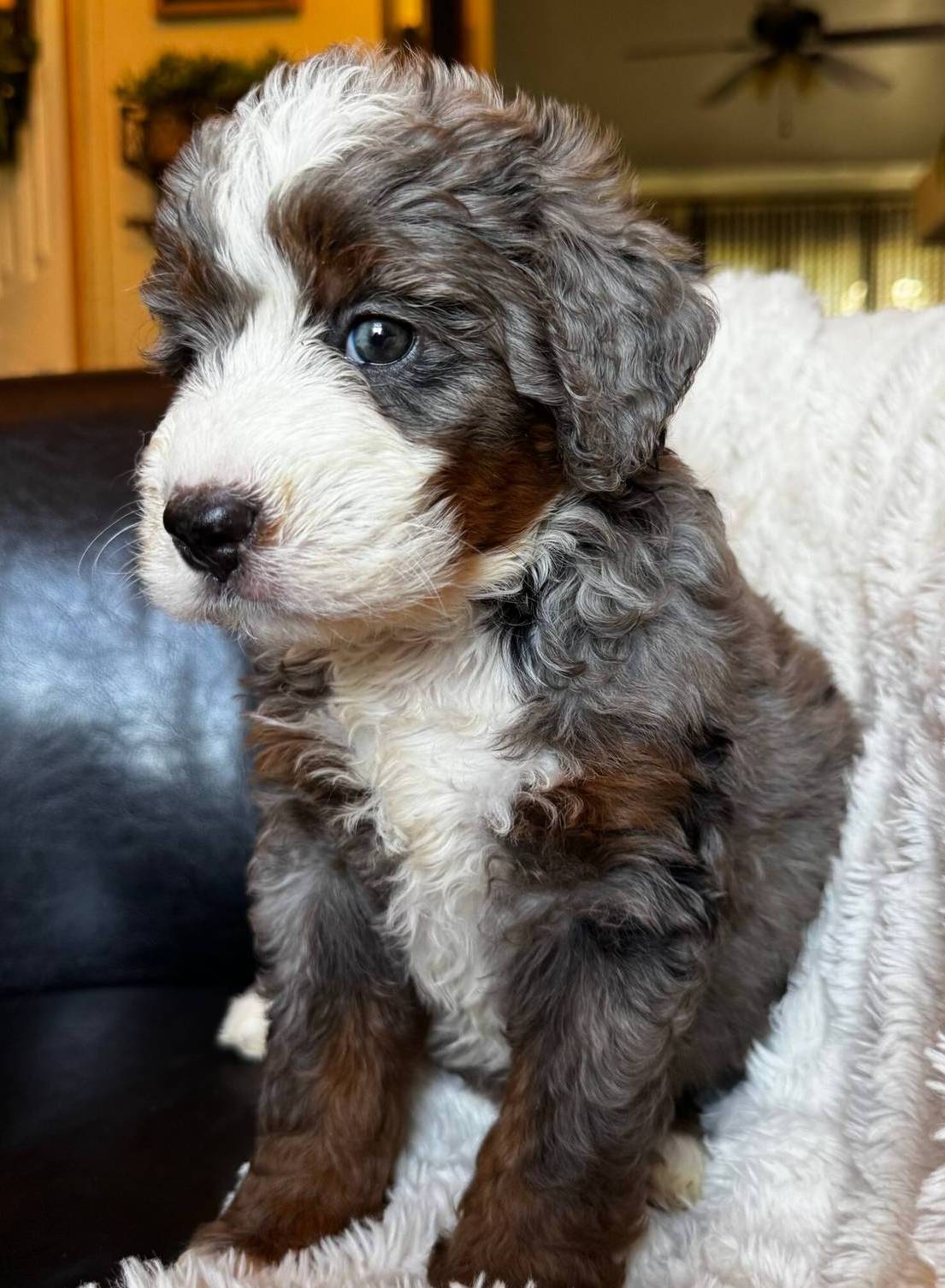 Dolly Standard F2 Bernedoodle, a female Bernedoodle for sale in Grandview, TX – Photo 5 of 5