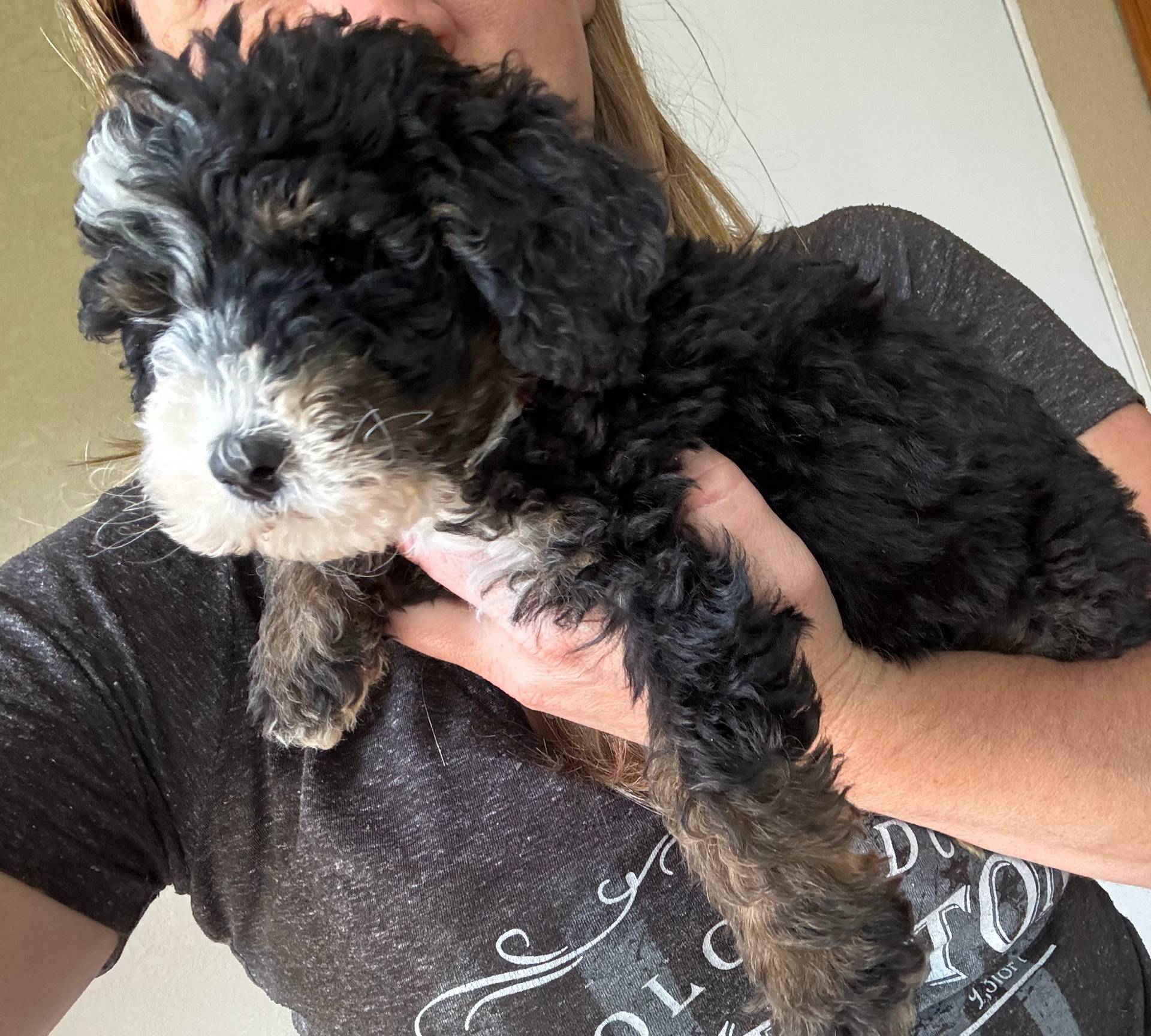 Monty Orange Collar (F1B boy), a male Miniature Bernedoodle for sale in Grandview, TX – Photo 4 of 7