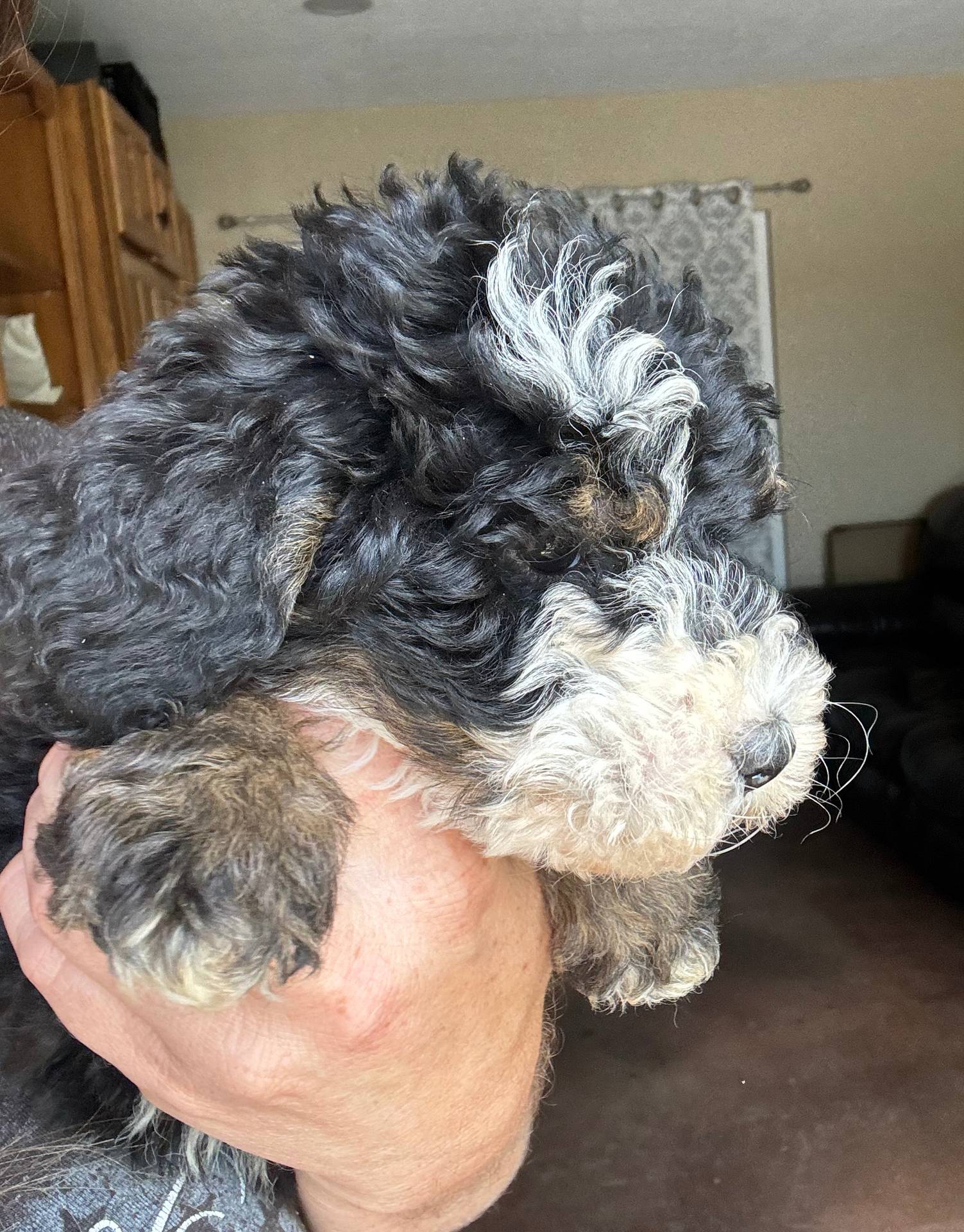 Monty Orange Collar (F1B boy), a male Miniature Bernedoodle for sale in Grandview, TX – Photo 3 of 7