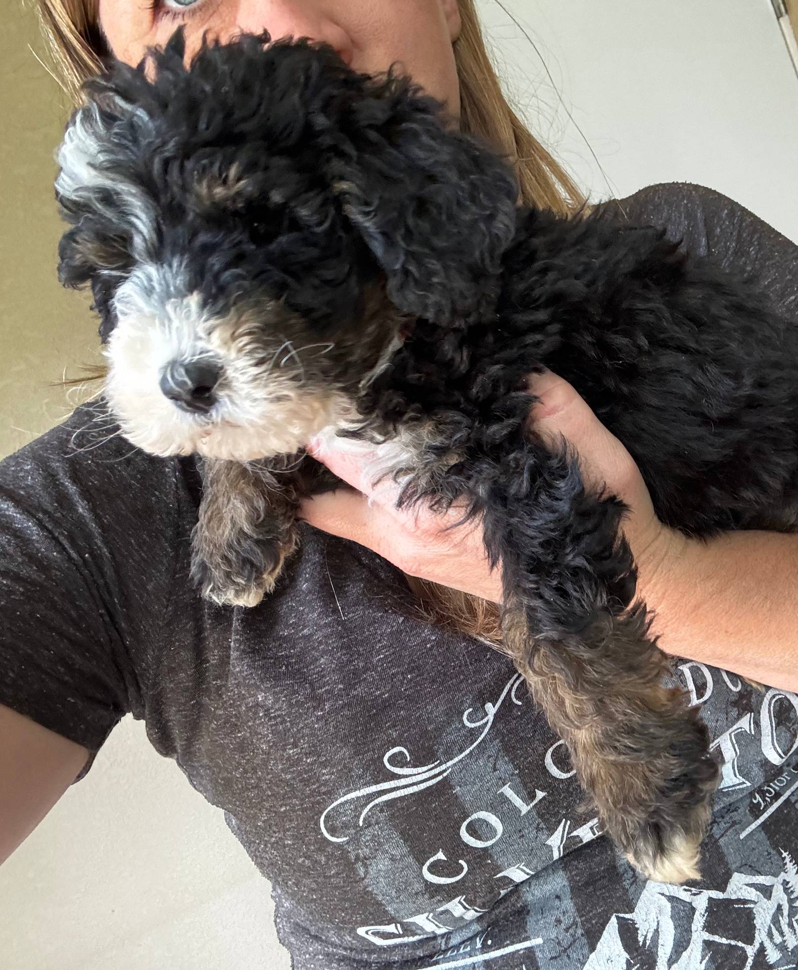Monty Orange Collar (F1B boy), a male Miniature Bernedoodle for sale in Grandview, TX – Photo 5 of 7