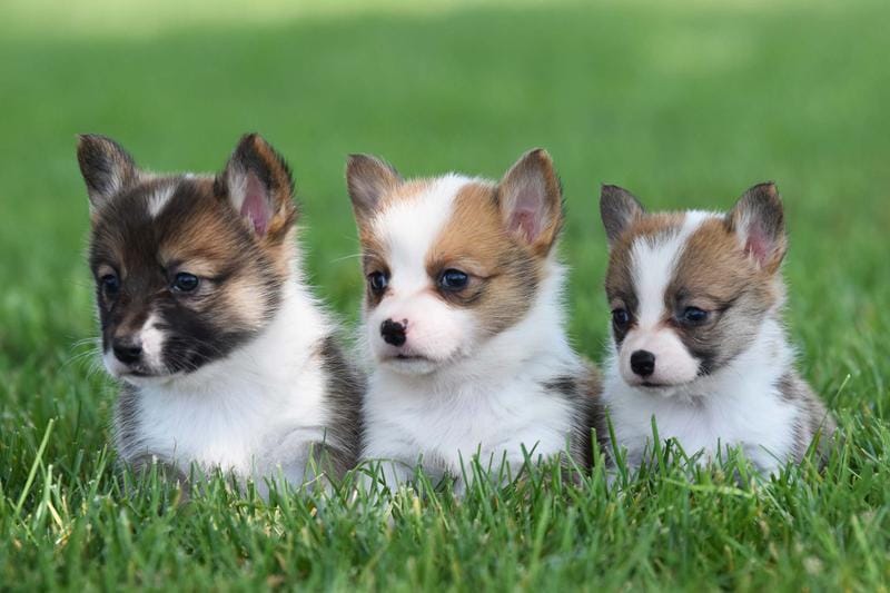Red & White Corgis