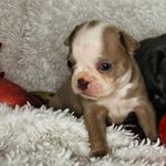 Professor Plum, a male Boston Terrier for sale in Kansas City, KS – Photo 3 of 4