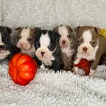 Professor Plum, a male Boston Terrier for sale in Kansas City, KS – Photo 4 of 4