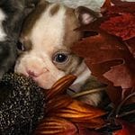 Professor Plum, a male Boston Terrier for sale in Kansas City, KS – Photo 1 of 4