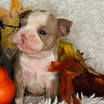 Professor Plum, a male Boston Terrier for sale in Kansas City, KS – Photo 2 of 4