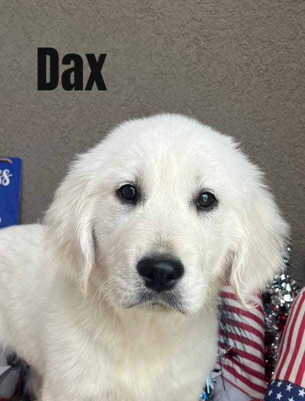 Dax