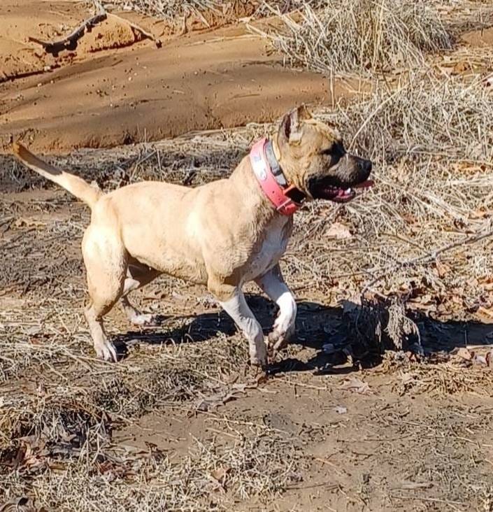 Bronx, a  American Staffordshire Terrier for sale in Tennessee, TN – Photo 10 of 10