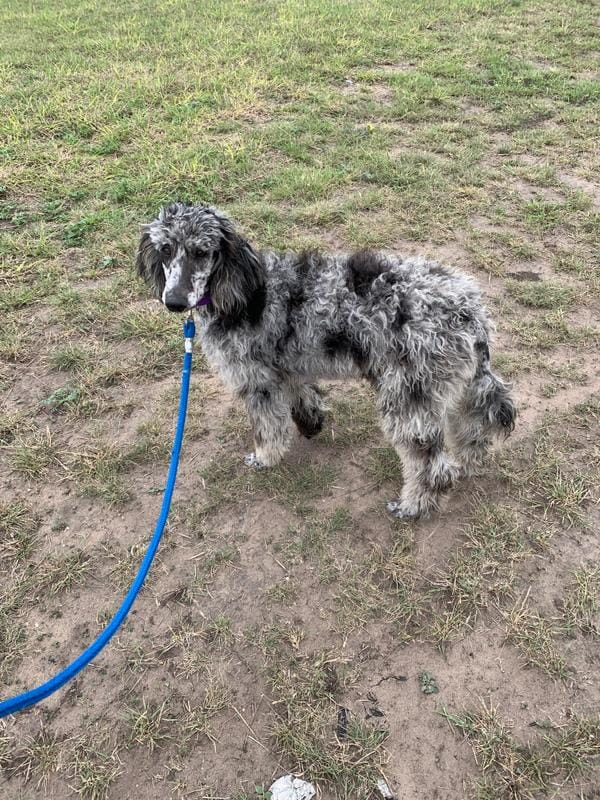 Fanci – Poodle - Standard  puppy for sale in Capitan, NM