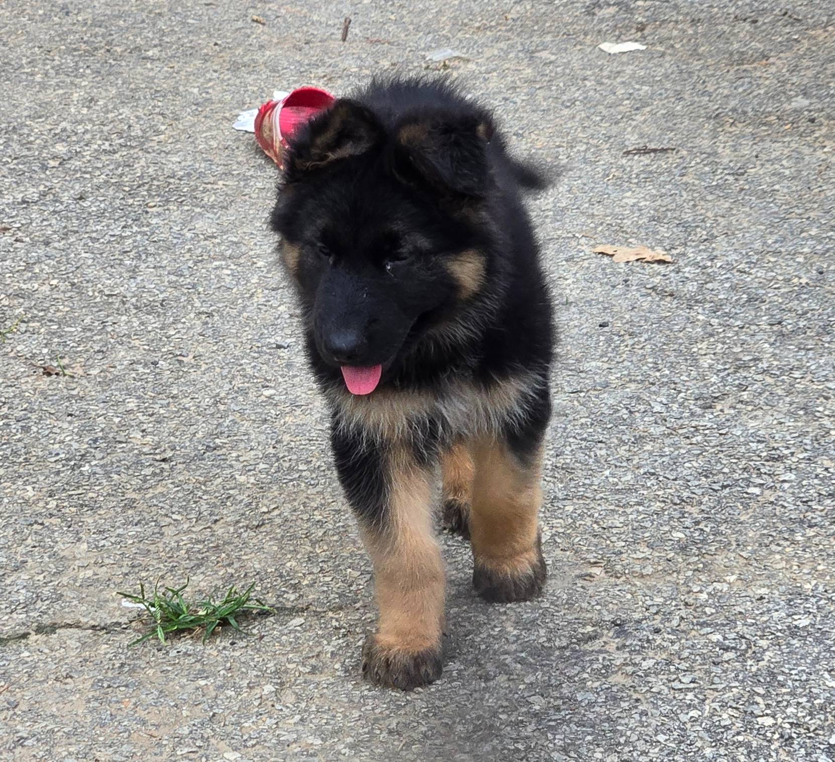 Chip, a male German Shepherd Dog for sale in Alto, GA – Photo 9 of 10