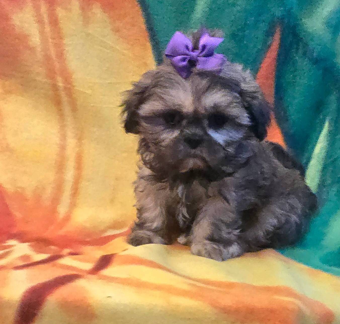 Violet imperial, a female Shih Tzu for sale in Rockford, IL – Photo 2 of 10