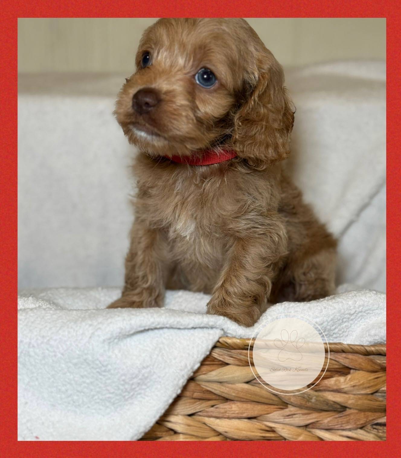 Patch, a male Cockapoo for sale in Waynesboro, MS – Photo 4 of 7