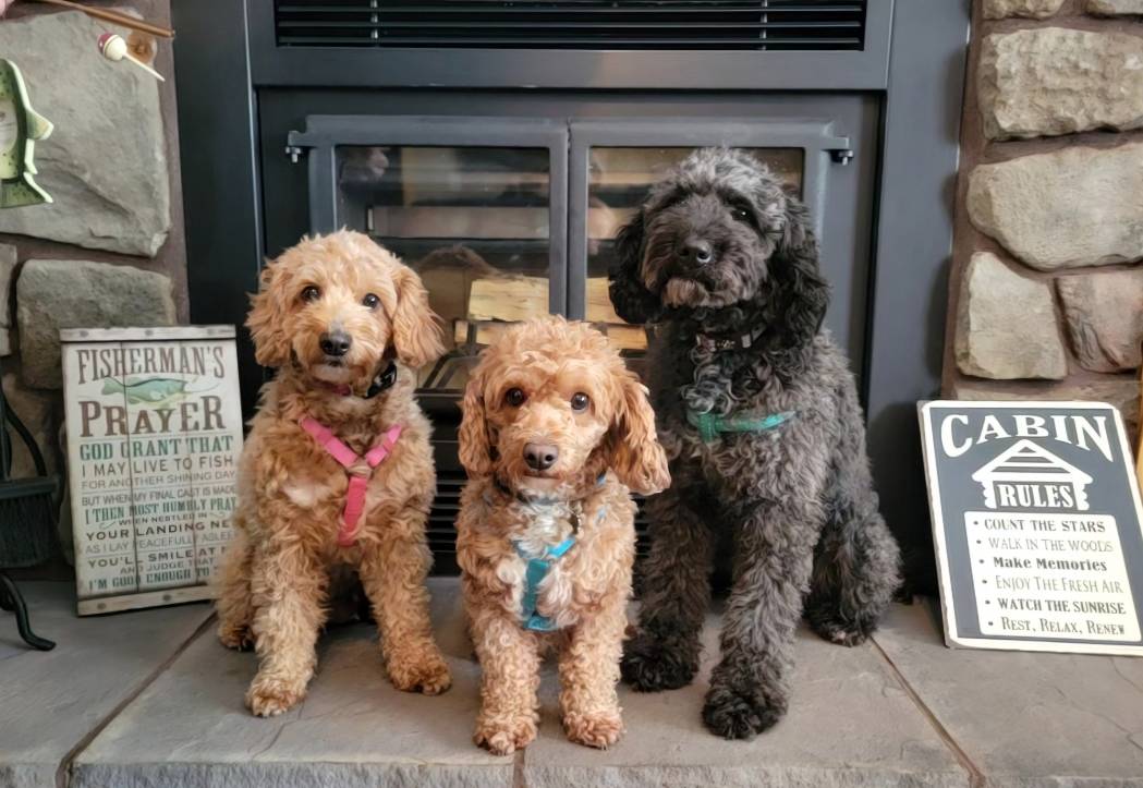 Petite mini boy Blue, a male Miniature Goldendoodle for sale in Winona, MN – Photo 8 of 8