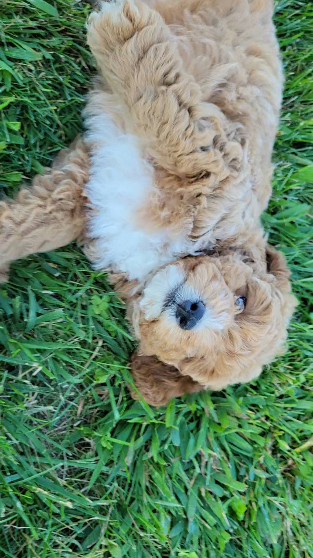 Gray, a male Miniature Goldendoodle for sale in Winona, MN – Photo 4 of 10