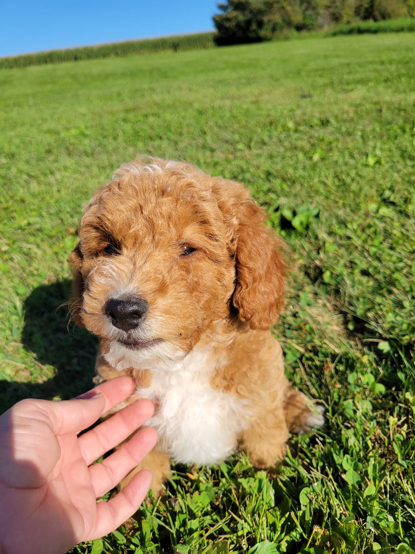 Gray, a male Miniature Goldendoodle for sale in Winona, MN – Photo 5 of 10