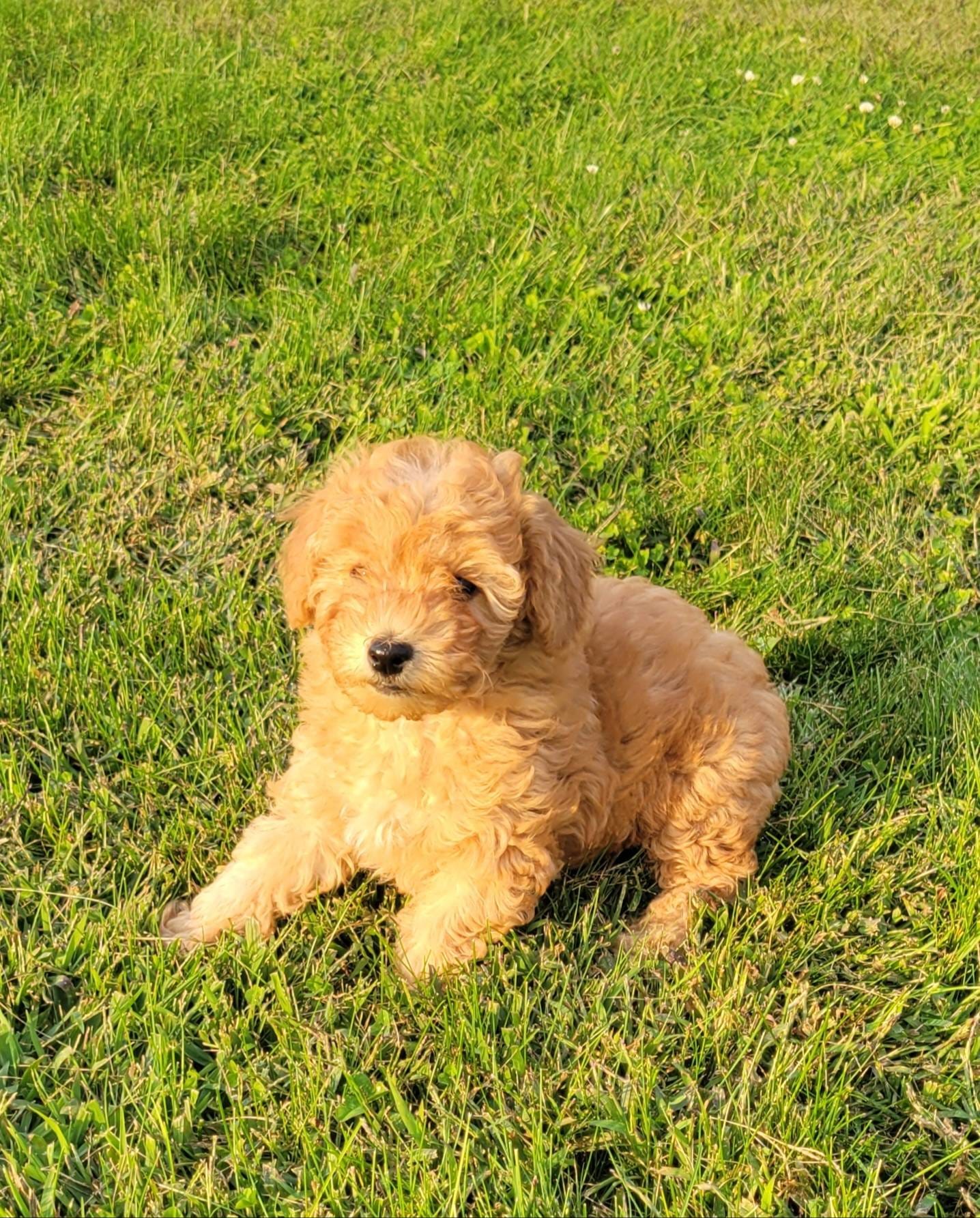 Petite mini girl Red