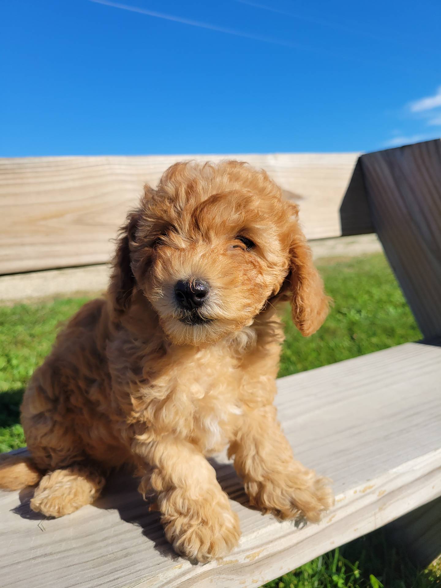 Petite mini girl Red, a female Miniature Goldendoodle for sale in Winona, MN – Photo 6 of 9
