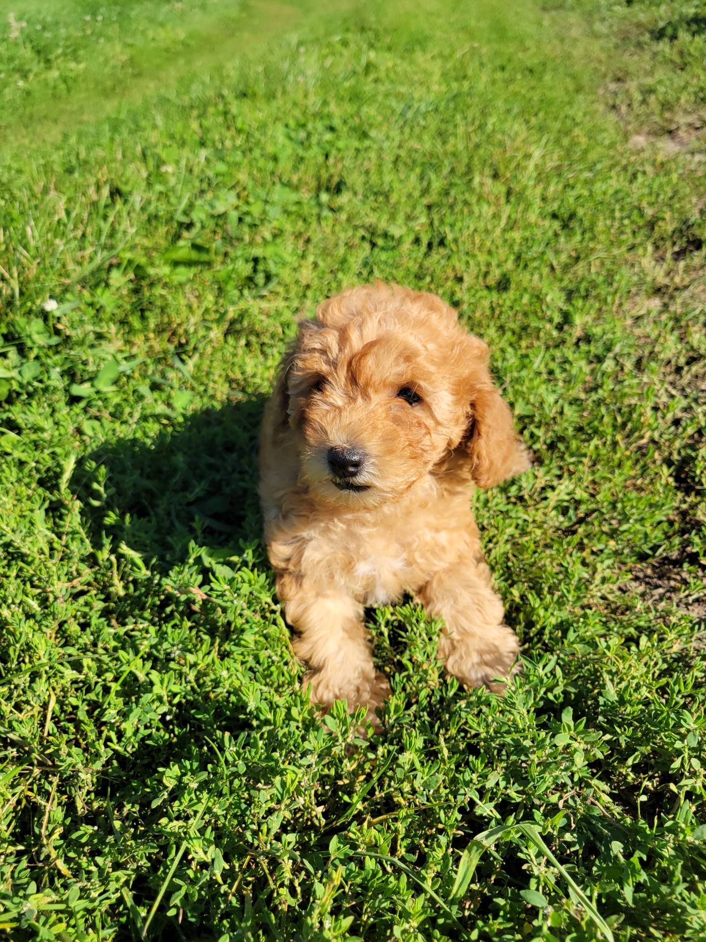 Petite mini girl Red, a female Miniature Goldendoodle for sale in Winona, MN – Photo 8 of 9