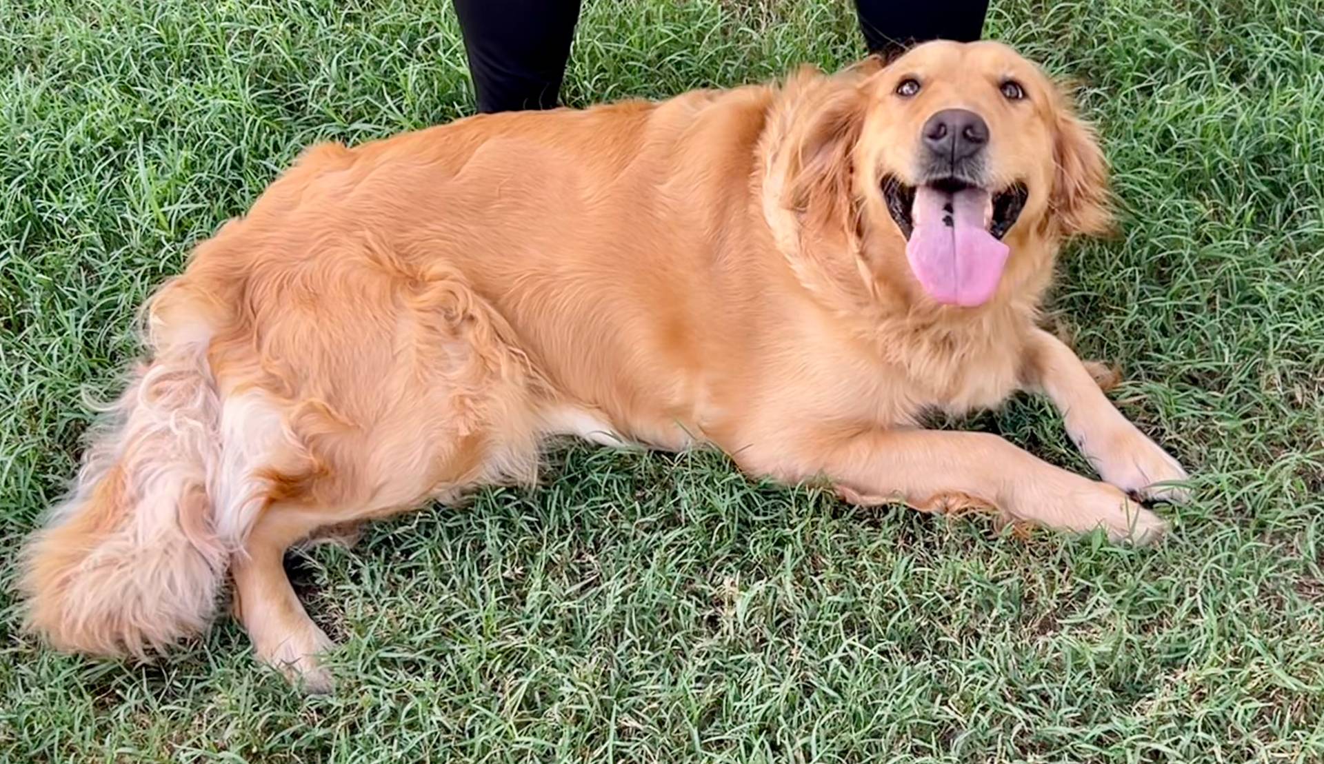 Boys, a male Golden Retriever for sale in Inverness, FL – Photo 7 of 7