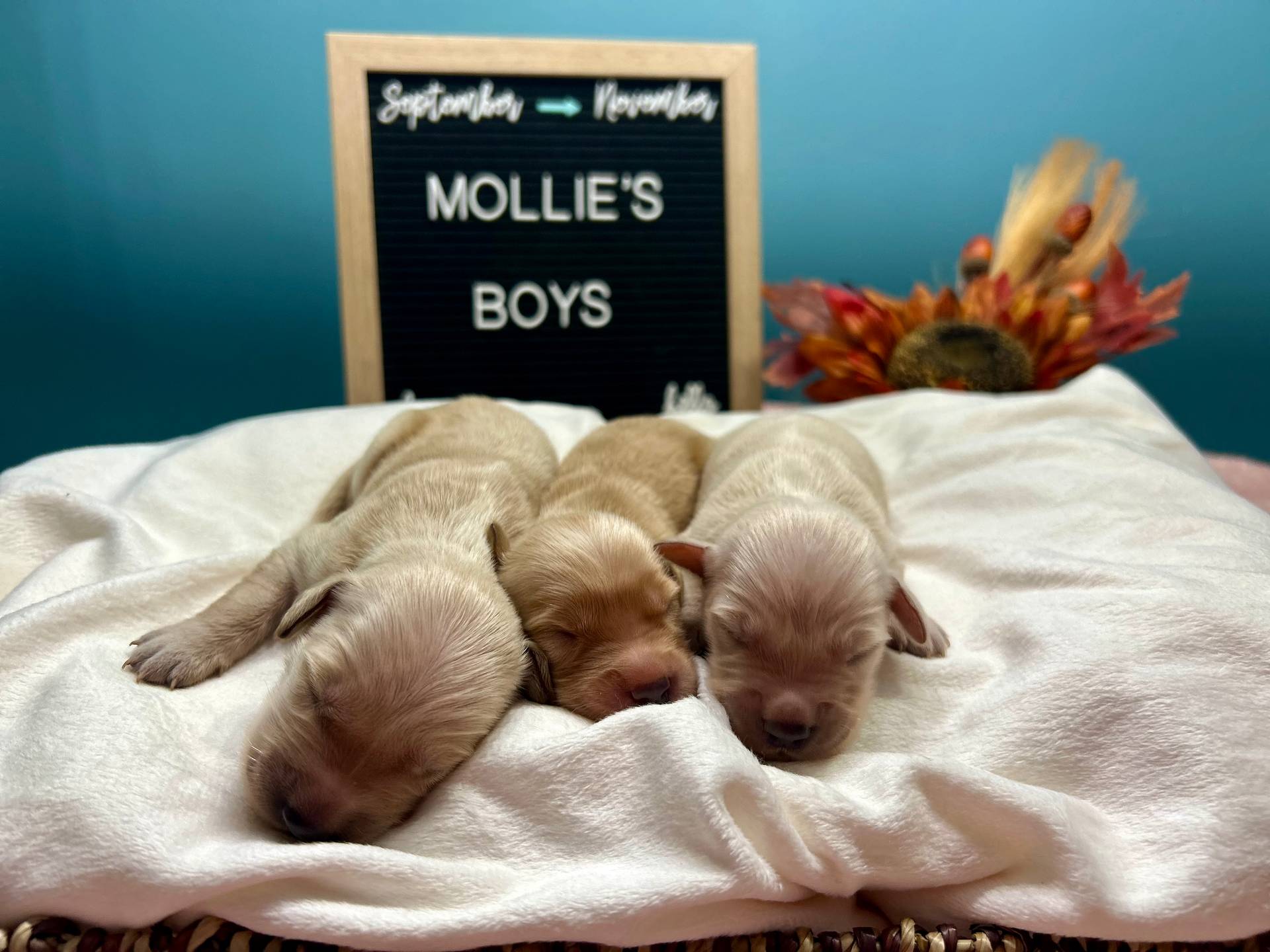 Boys, a male Golden Retriever for sale in Inverness, FL – Photo 4 of 8