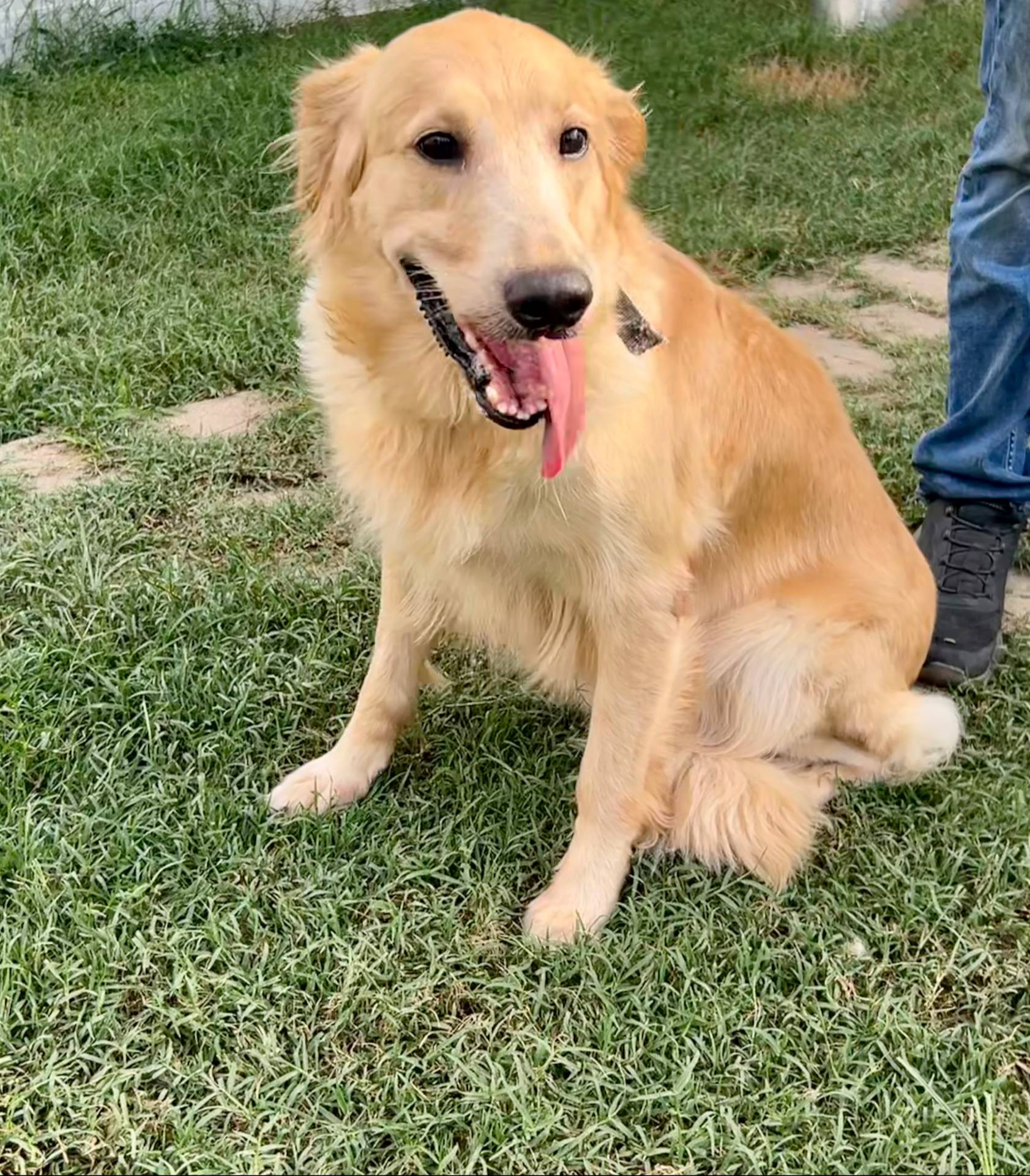 Boys, a male Golden Retriever for sale in Inverness, FL – Photo 8 of 8