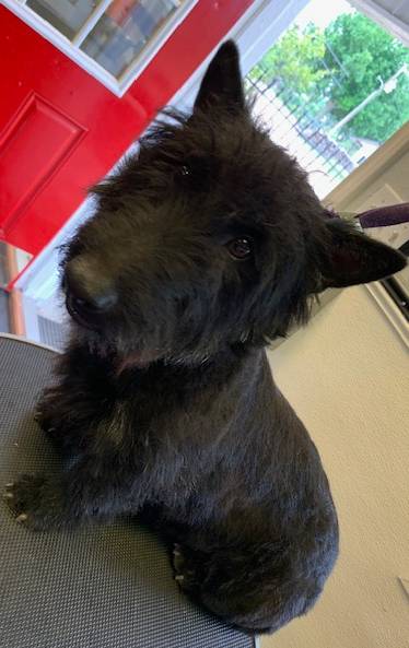 AKC Isle of Skye male