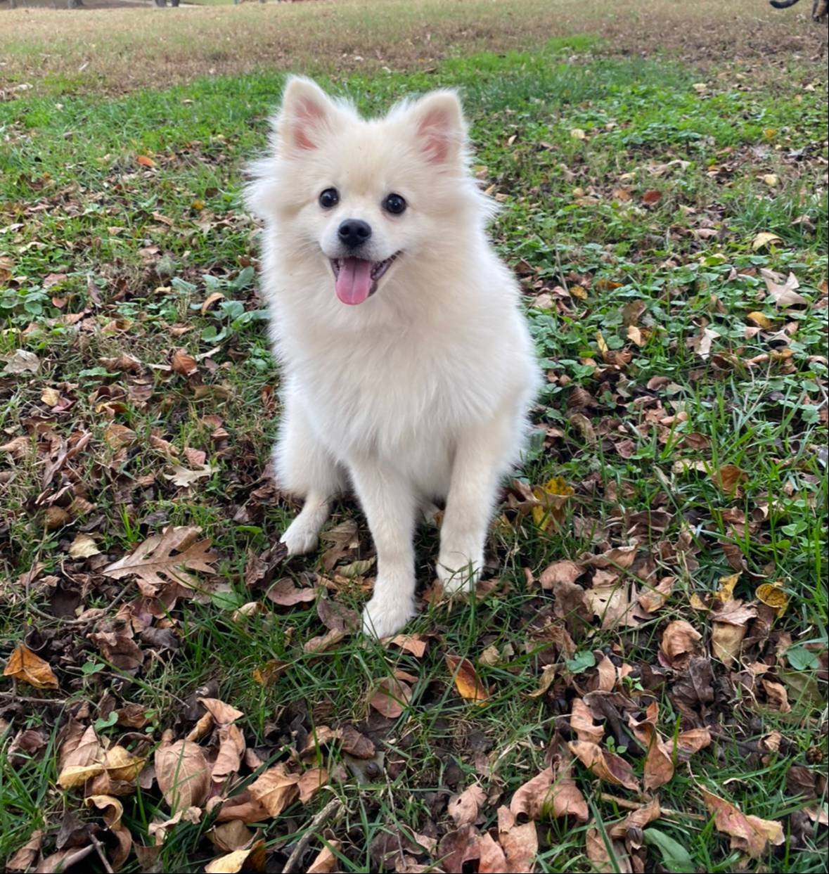 Poms, a female Pomeranian for sale in Greenville, SC – Photo 7 of 8
