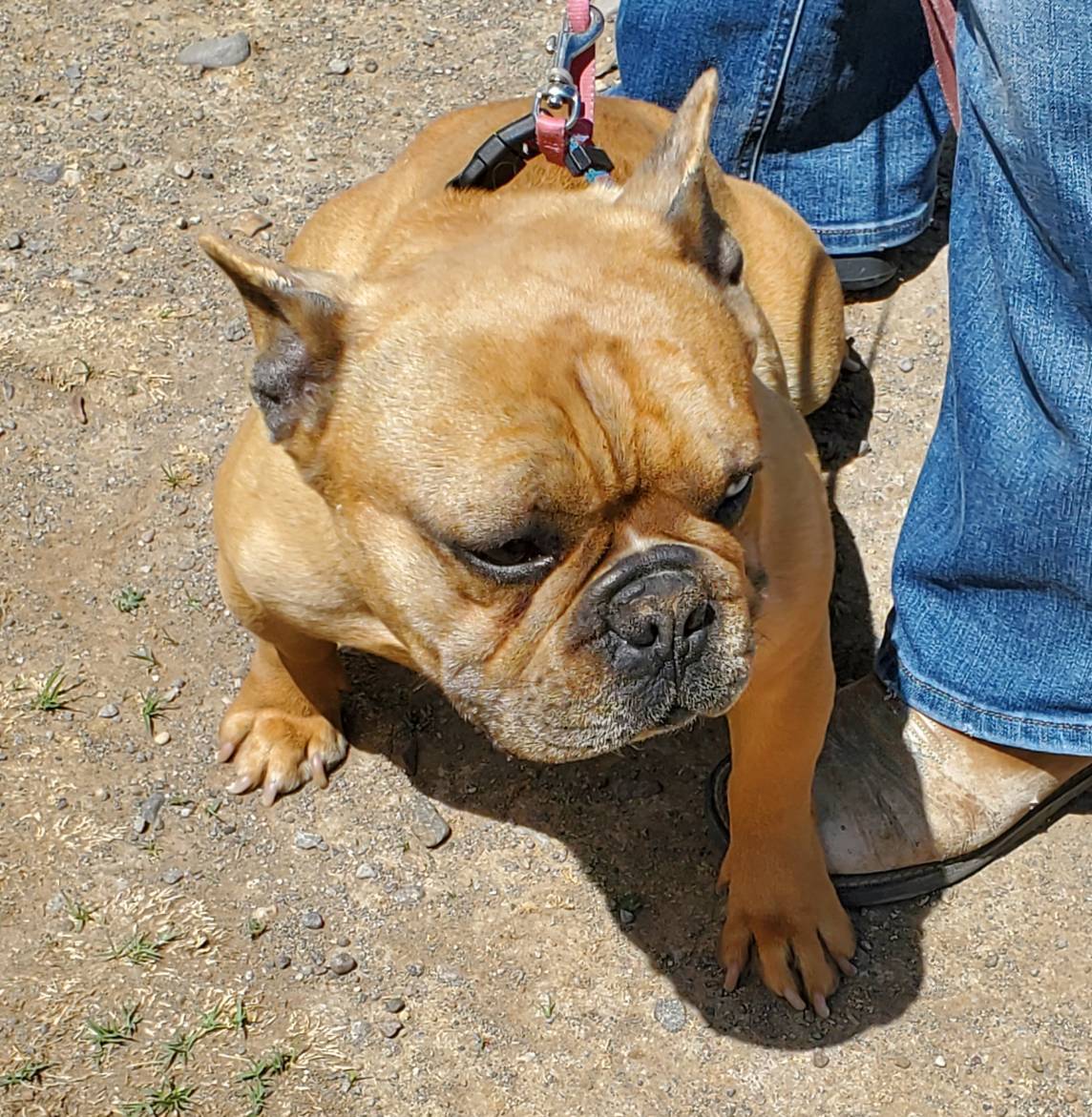 Mike, a male French Bulldog for sale in Alamosa, CO – Photo 1 of 5